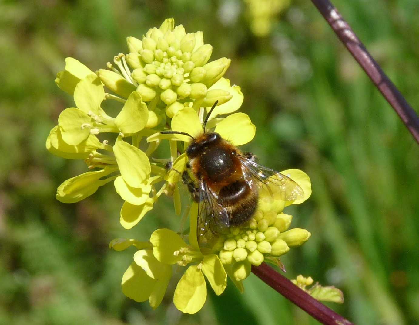 maschio di Anthophora dispar